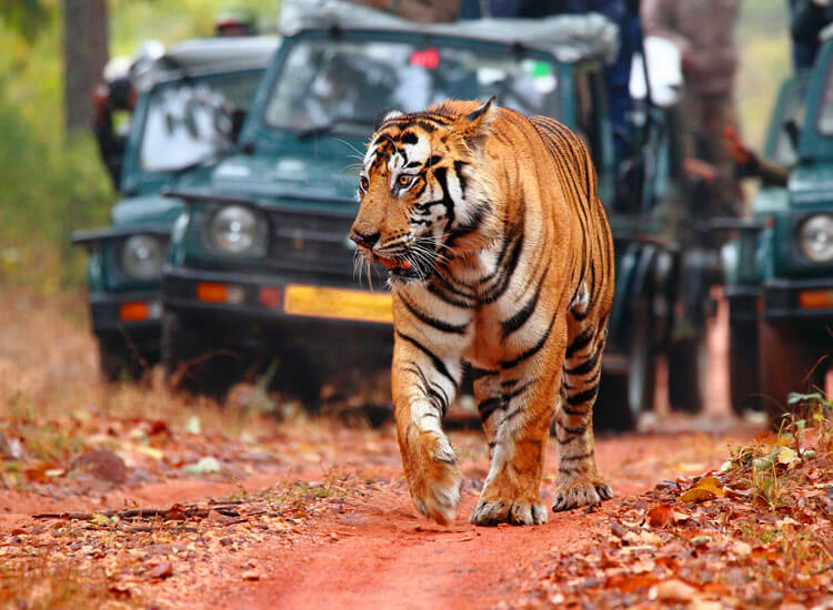 Bengal tiger wildlife Jim Corbett National Park Uttarakhand