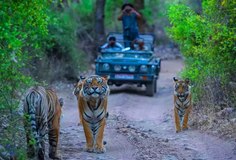 Dhikala zone Jim Corbett open grasslands tigers