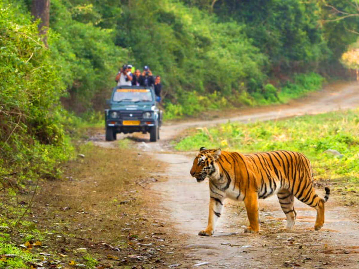 Bijrani zone Jim Corbett safari dense sal forest