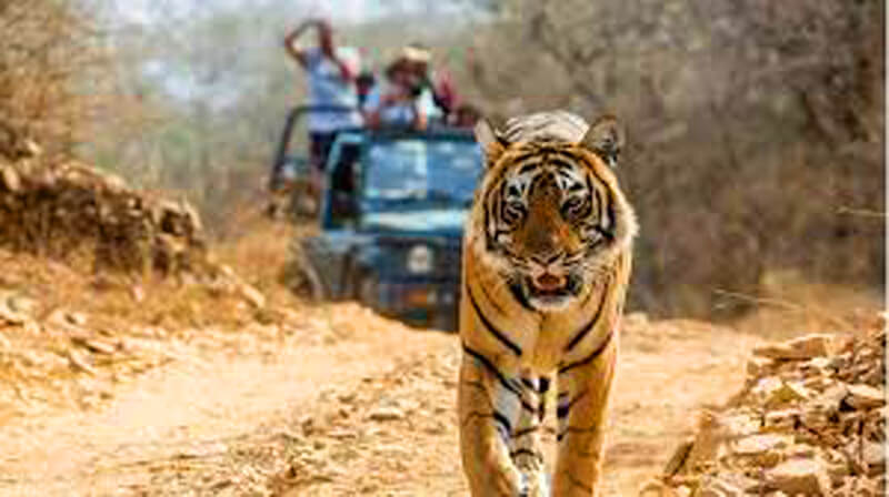 Jhirna zone Jim Corbett year round safari