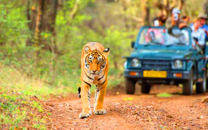 Ranthambore Tiger Reserve weekend from Delhi
