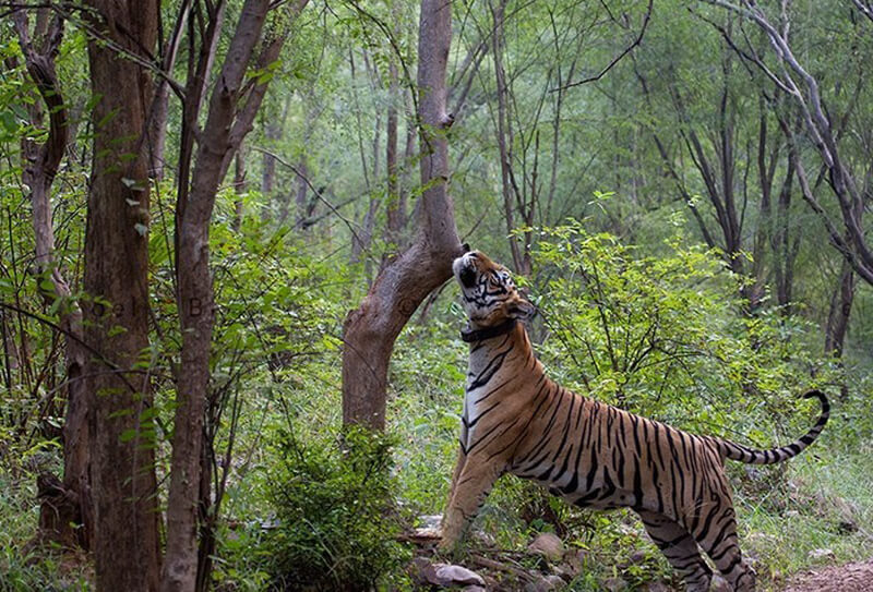 Sariska Tiger Reserve wildlife weekend from Delhi